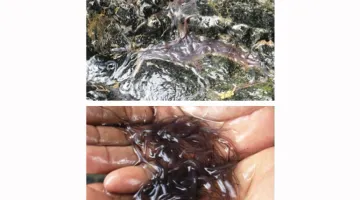 Regular Survey for Eel Catch Sampling in Pelabuhan Ratu, Indonesia